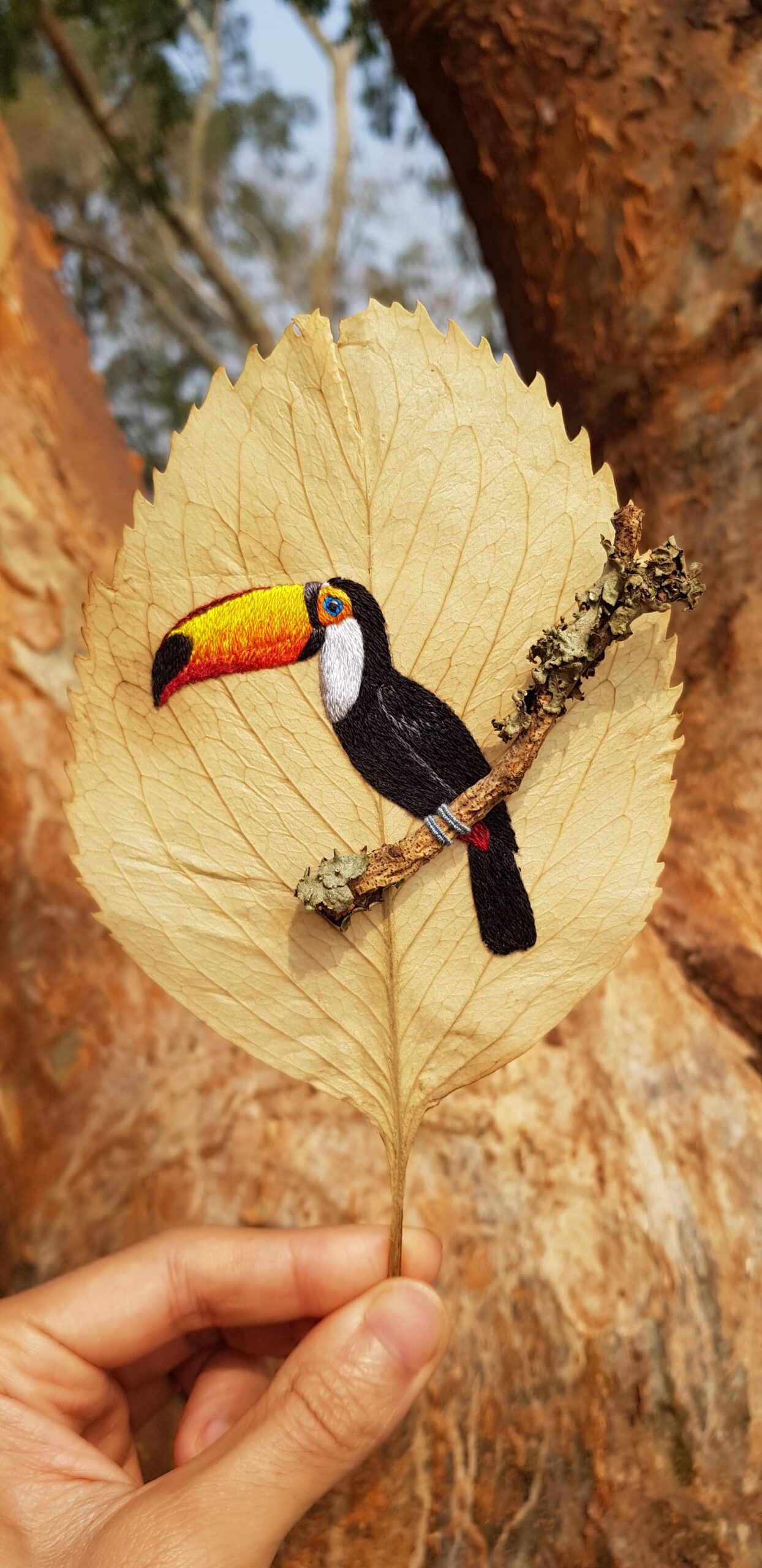 03/05 – Tucano Toco (Alan Vilar) - Imagem 2